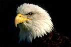 20090707022329-el-pajaro.jpg